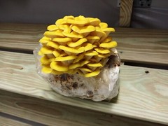 Golden Oyster Mushroom Liquid Fungi Culture 10ml