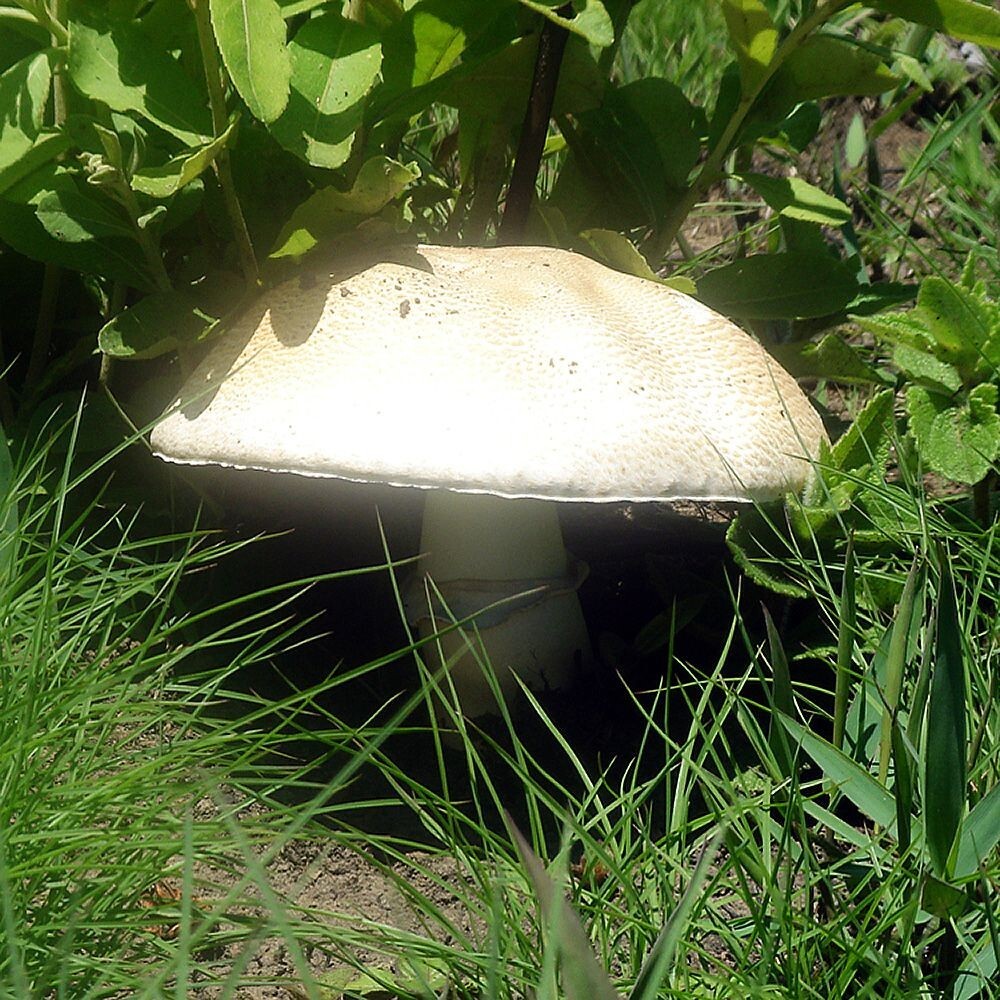 Almond Agaricus (Agaricus subrufescens) Liquid Culture