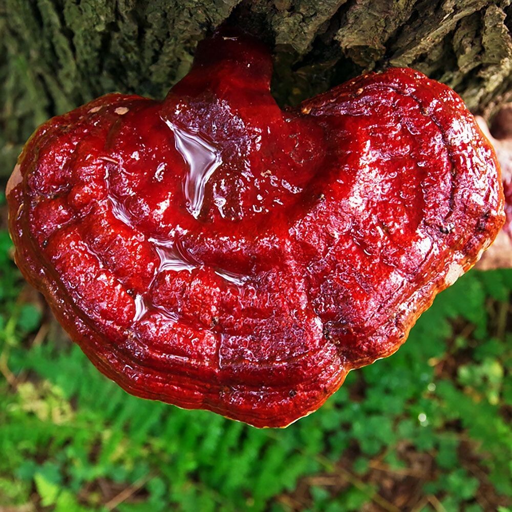 Ganoderma tsugae Liquid Culture