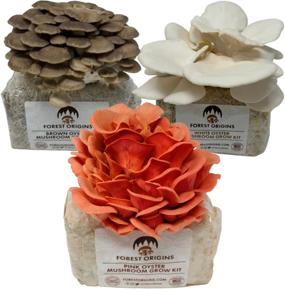 Specialty Trio Oyster Mushroom Grow Kit 3-Pack Variety – Beginner Friendly & Eas