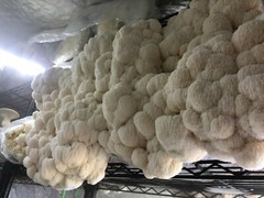 Mushroom Media Online Unicorn Grow Bag 10T .2 Micron Filter 3mil Polypropylene