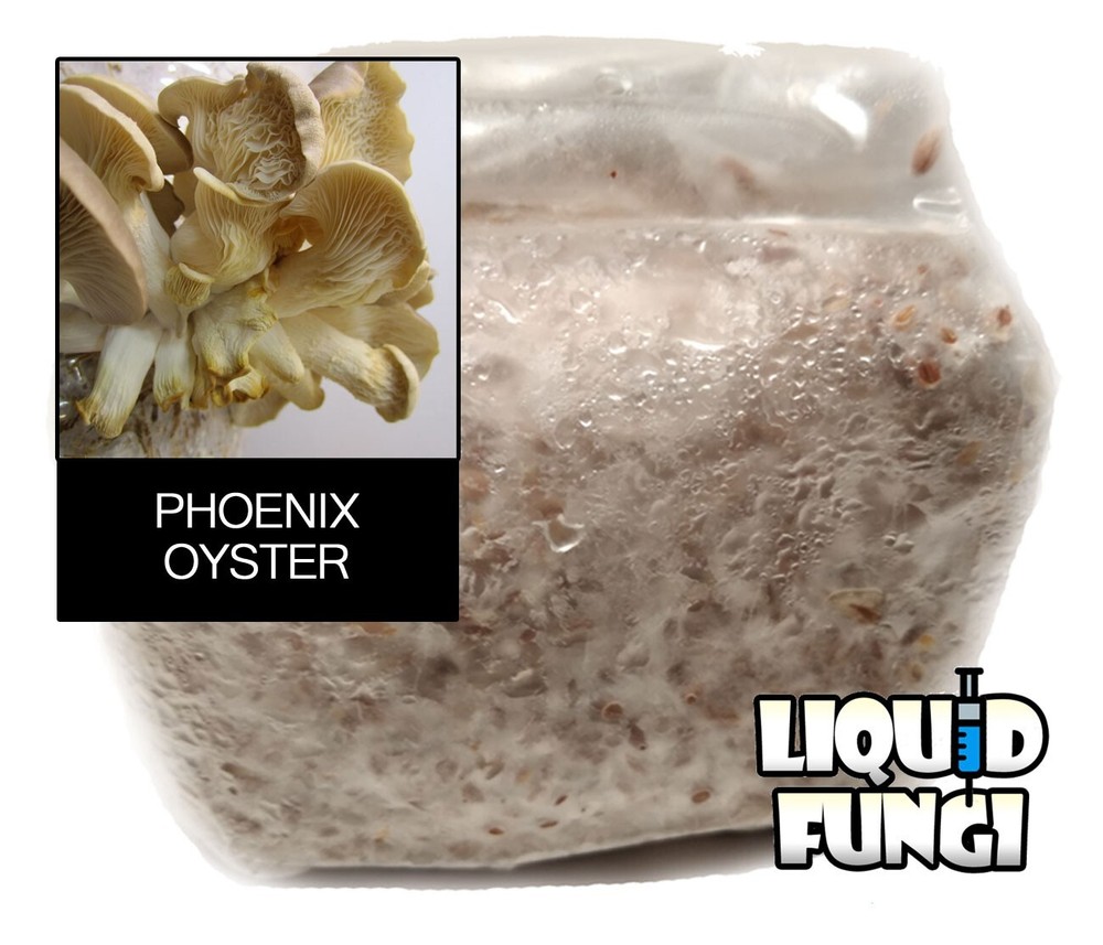 Italian Phoenix Oyster Mushroom Grain Spawn (1 pound)