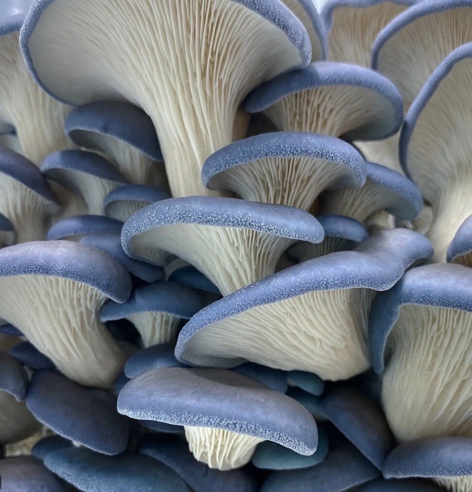 Blue Oyster Mushroom Liquid Cultures