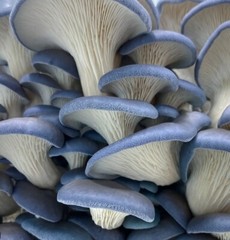 Blue Oyster Mushroom Liquid Cultures