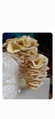 ITALIAN OYSTER Mushroom Colonized Grain Spawn, 1 Quart