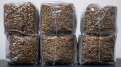 12 x one pound sterilized rye grain bags with injection ports mushroom substrate