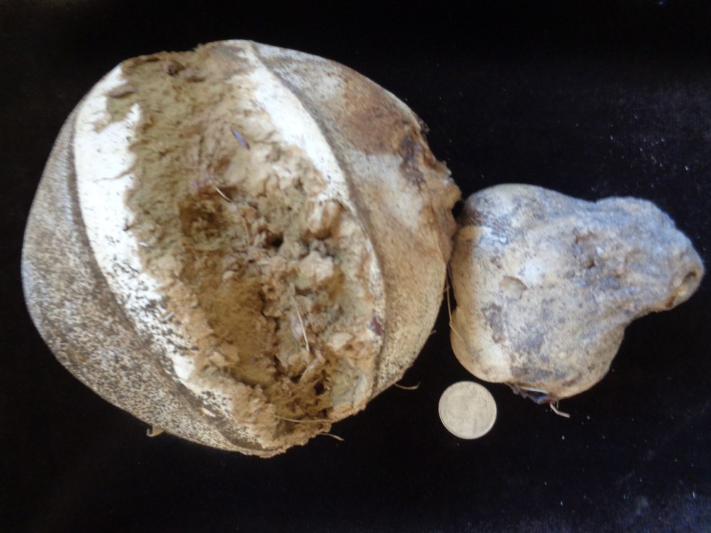 2 Natural Giant Puffball Mycelium Spores PUFF BALL Mushroom 3.5 & 6″