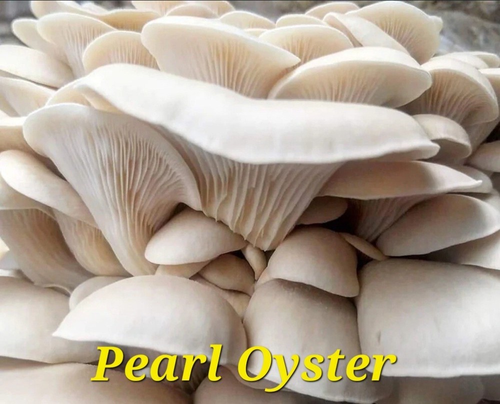 2 For One, 10cc Syringes Pearl Oyster Mushroom Liquid Culture