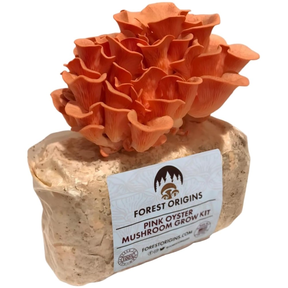 Grow Delicious Pink Oyster Mushrooms at Home – Unique Gift Idea for Foodies
