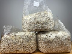 Mushroom Grow Kit Variety Pack, 3 x 5# blocks, ready to fruit!