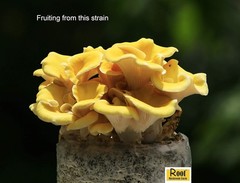 Mushroom Liquid Culture Golden Oyster Pleurotus Citrinopileatus 10cc Mycelium