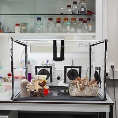 Large Still Air Box Fume Hood for Mushroom Cultivation & Propagation Kit 31.5×20