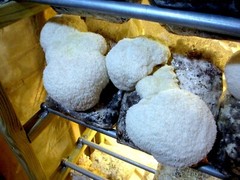 THREE Blocks Your Choice Mushroom Kit Multi-Pack!