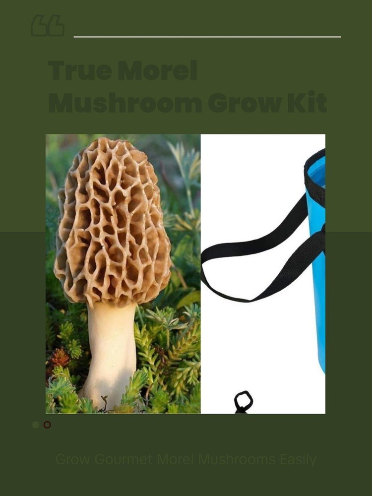 TRUE Morel Mushroom FULL Grow Kit – Grow Morel Mushrooms at Home & Garden Inocul
