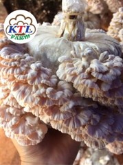 Dry split gill mushroom ,Schizophyllum commune 100 gram.per 1 vacuum bag.