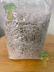 12 x one pound sterilized rye grain bags with injection ports mushroom substrate