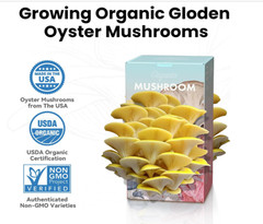 Golden Oyster Mushroom Grow Kit 4lb Organic USA—Grow Fancy Fungi Fast Fun