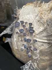 Clear Mushroom Grow Bags (50 pcs.)