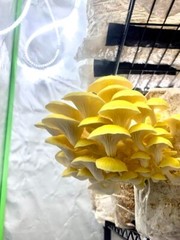 ORGANIC – Golden Oyster Mushroom (Pleurotus citrinopileatus) Liquid Culture