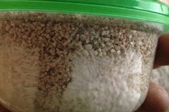 EASY Mushroom Growing Kit w/ 3 Pre-Sterilized 1/2 Pint Jars JUST ADD SPORES