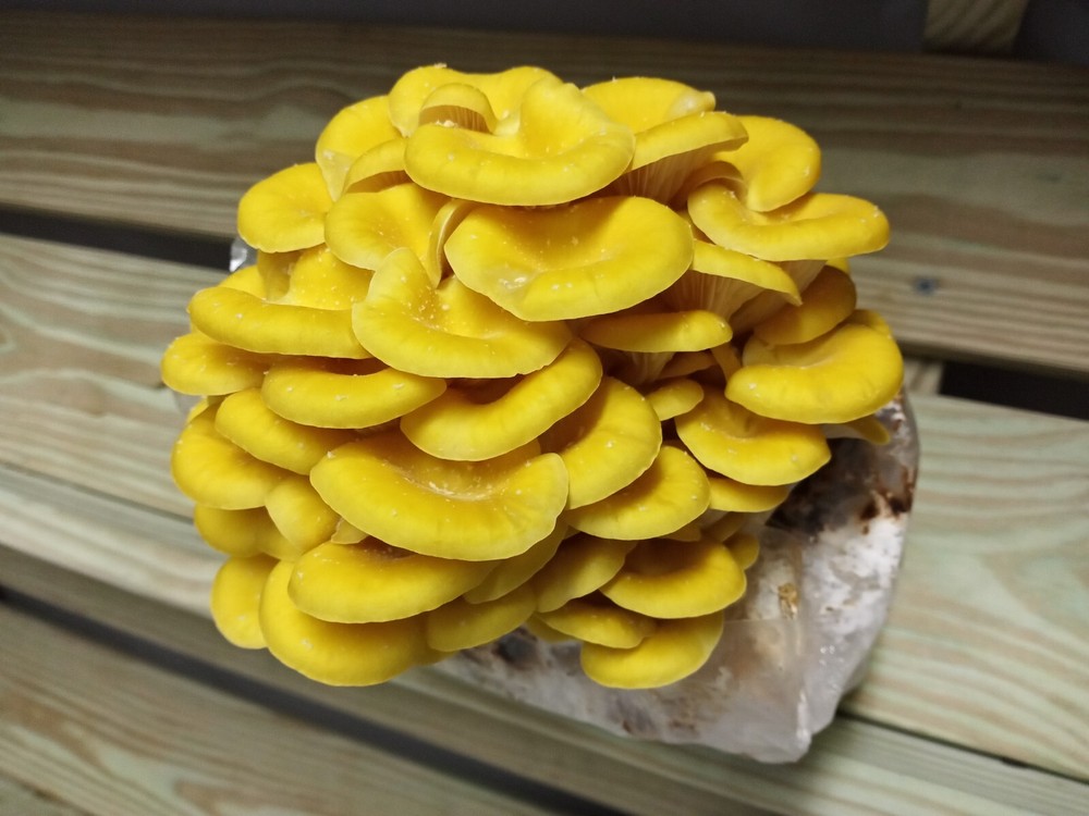 Golden Oyster Mushroom Liquid Fungi Culture 10ml