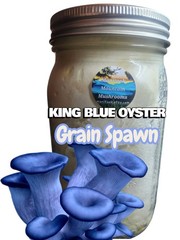 KING BLUE OYSTER Mushroom Colonized Grain Spawn, 1 Quart