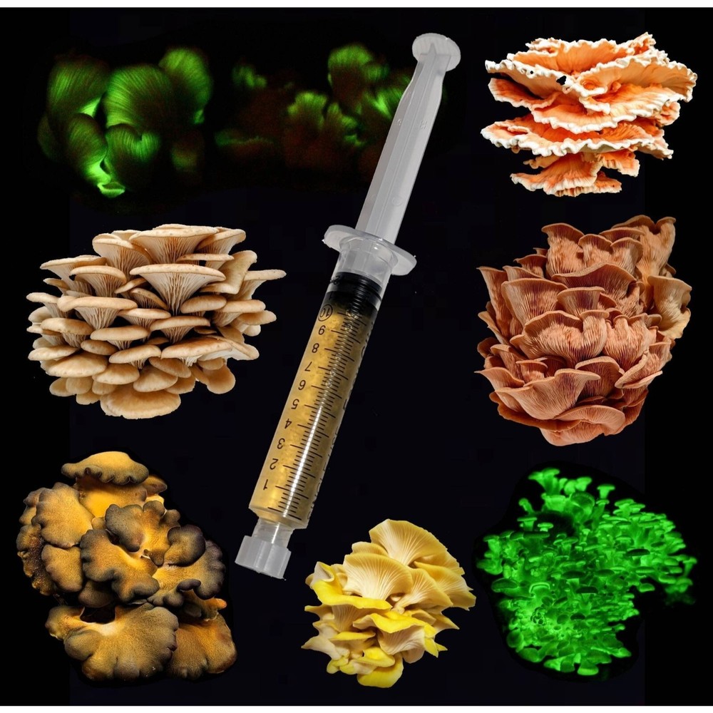 Shiitake SC193 Lentinula edodes Liquid Mushroom Culture
