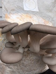 Blue Oyster Mushroom Kitchen Harvest Kit | 5 lbs.