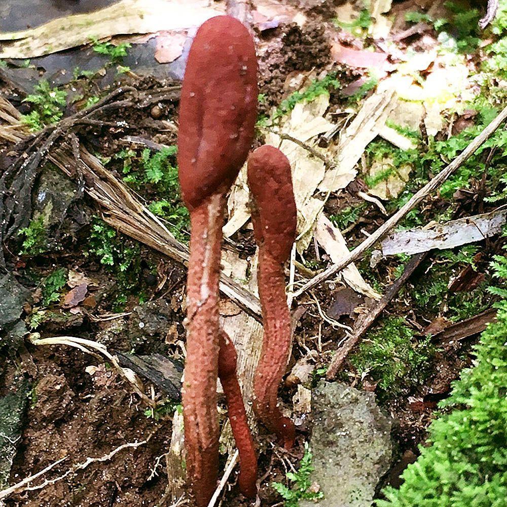 Ophiocordyceps sobolifera Liquid Culture