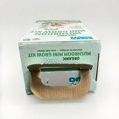 Back to the Roots Organic Mushroom Mini Grow Kit Pearl Oyster New