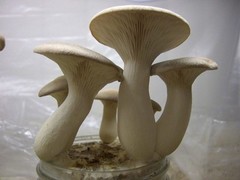 King Oyster Liquid Culture – 12cc Syringe – 10 Pack – Chefs Mushrooms
