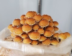 Gourmet Mushroom Culture Special! Over 180 Species Available at PrimeFungi
