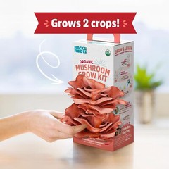 Pink Oyster Mushroom Growing Kit Organic Indoor Planting Easy Gourmet Harvest