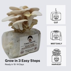 White Oyster Mushroom Grow Kit by Forest Origins | Beginner Mushroom Growing Kit