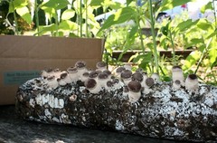 Root Mushroom Farm/Shiitake Mushroom Grow Kit/ Harvest in 10 Days