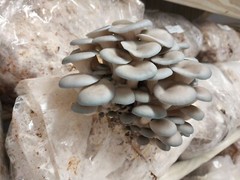 Blue Oyster Mushroom Grain Spawn (1 pound)