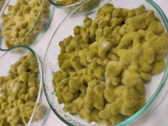 Slant Green Amilo Koji Aspergillus oryzae Fermentation Miso Sake Shoyu