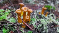 Funnel Chanterelle Yellow FT Mushroom Spores in Sawdust Bag Garden Grow Kit 5gal