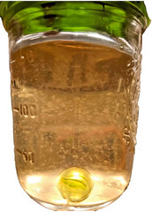Mushroom Culture Solution – Mushroom Liquid Culture Jar – Regular Mouth