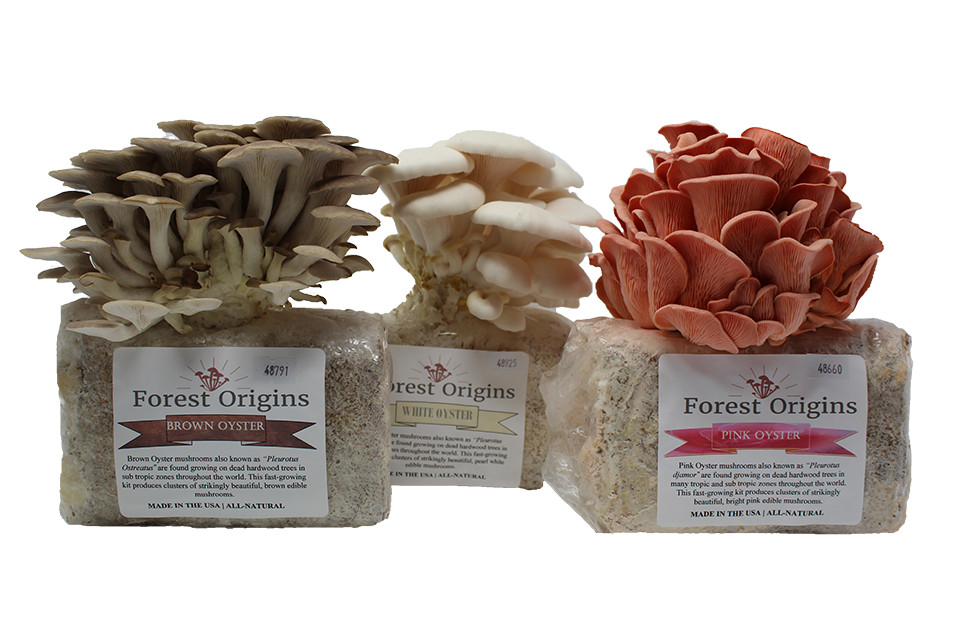 Specialty Trio Mushroom Farm Bundle – Edible Oyster Mushroom Growing Kit