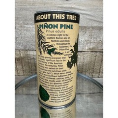 Grow Your Own Piñon Pine Tree Kit Indoor Outdoor Evergreen Edible