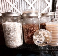 4 Sterilized wild bird seed Jars w/ Self Healing Injection Port & Filter Patch