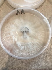 Gourmet Mushroom! Agar Culture’s!