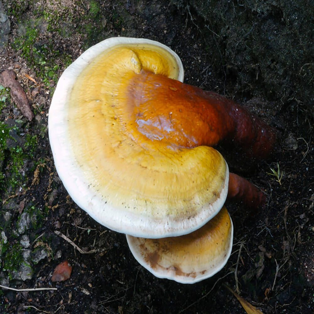 Yellow Reishi (Ganoderma Curtisii) Liquid Culture