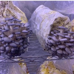 Mushroom Grow Bags Sealable 5″ x 4.7” x 19” Substrate Mycelium Seeds Gas Filter