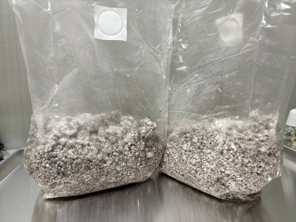 Premium Shiitake Mushroom Grain Spawn – 3 lb Fully Colonized Sorghum (Milo)