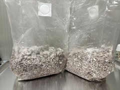 Premium Shiitake Mushroom Grain Spawn – 3 lb Fully Colonized Sorghum (Milo)
