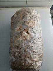 22Lb-Black Pearl Oyster Mushroom Sawdust Spawn