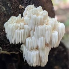 Lion’s Mane Mushroom Liquid Culture Syringes