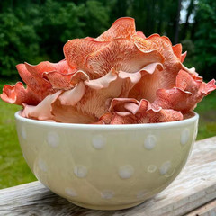 Organic Pink Oyster Mushroom Spray and Grow Kit